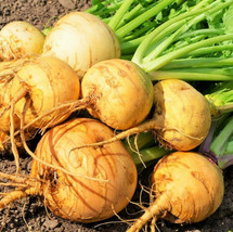 Seeds Fresh Golden Ball Turnip Yellow White Globe Turnips Vegetable - £7.90 GBP