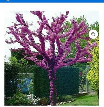 Eastern Redbud Tree Seeds 30 - £7.47 GBP