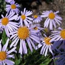 Aster Aster Tongolensis Wartburg Star50 Seeds From US  - $8.35