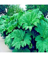 BRN 50 Gunnera Manicata Seeds Dinosaur Food Giant Exotic Flower Fresh Ga... - $679.57 MXN