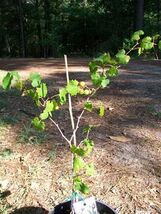 Black Isons Muscadine Grape 1 Gal Vine Plants Vines Plant Grapes Vineyar... - $33.90