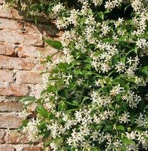Cestrum nocturnum Plant Jasmine Night Blooming Approx 4-5 inches Bare root - £15.65 GBP