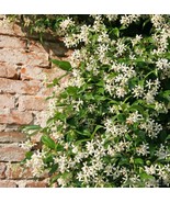 Cestrum nocturnum Plant Jasmine Night Blooming Approx 4-5 inches Bare root - £15.68 GBP