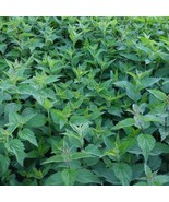 SEPTH Lemon Basil Seeds Ocimum Americanum B102 - $12.21 CAD