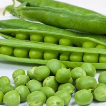 Fresh Cascadia Pea Seeds - $11.00