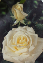 John F Kennedy White Rose 5 Gal Live Bush Plants Hybrid Tea Plant Fine R... - $72.70