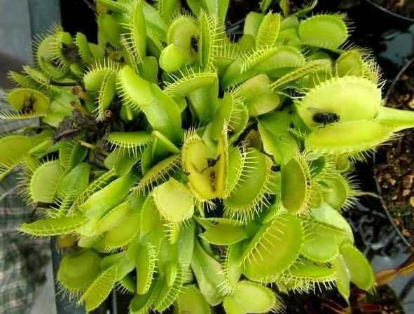 Dionaea muscipula var Heterophylla low Venus flytrap