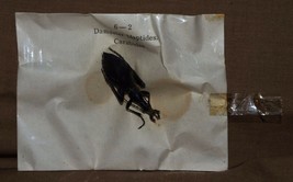 VINTAGE BEETLES SPECIMENS INSECTS DAMASTER BLAPTIDES CARABIDAE B5 - $6.98