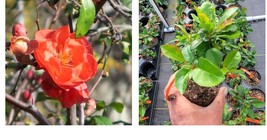 ( 1 live plant ) Chojuraku Orange Flowering Quince - Starter Plant ( 4in )  - £32.23 GBP