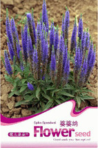 Best SELLER USA 50 Pack Veronica Spicata Speedwell Flower - £7.14 GBP