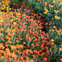 US Seller 50 Marigold Flower Seeds - Red Gem - Flower Seeds USA Grown Non GMO - £6.76 GBP