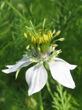 Black Cumin (Nigella Sativa) Seeds Usa Seller - £9.24 GBP