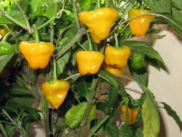 Pepper Seeds Jamaican Yellow Scotch Bonnet Hot Pepper 50 Seeds Fresh - £9.82 GBP