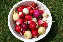 500 Mixed Colors Easter Egg Radish Raphanus Sativus Vegetable Seeds USA Shipping - £10.97 GBP