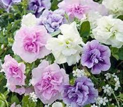 &#39;Xin Hun&#39; Colorful Petunia Seeds - £7.13 GBP