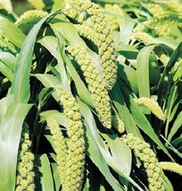 50 Limelight Spray Millet Light Lime Green Setaria Italica Grass Bulk Seeds - $220.55 MXN
