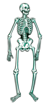 55in Life Size JOINTED SKELETON Bones Halloween Prop Decoration-Print BO... - $6.62