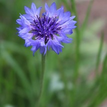 BEST 25 Seeds Easy To Grow Blue Boy Bachelor&#39;S Buttons Flowers - $10.00