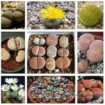 10 Seeds Pebble Plant Mix Cactus Lithops Succulents Living Stones Gardening - £4.80 GBP