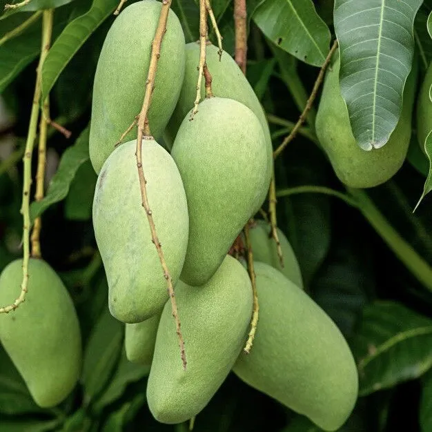 Fruit Tree: Mango Gir Kesar 12 to 24 Inches Live Plant - $41.58