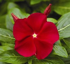 Vinca True Red Real Mccoy 25 Seeds Gardening Fresh USA Shipping - $13.50