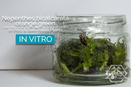 Nepenthes bicalcarata orange green in vitro (Tissue Culture) Carnivorous... - £22.68 GBP