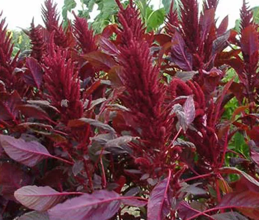 AMARANTHUS RED SPIKE Amaranthus Cruentus - 600 Bulk Seeds - $33.88