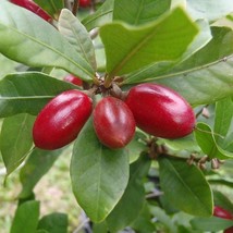 Miracle Fruit Seeds Synsepalum Dulcificum Packet Of 3 Seeds US Seller Fa... - £6.74 GBP