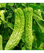 BRN 10 Bitter Gourd Seeds Green Skin Long Bitter Gourd Seeds Bitter Melo... - $21.36 CAD