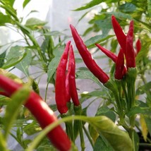 New Seeds Mpb#11 Thai Dragon Hot Pepper Seeds Thai Dragon 25 Thru 500 Seeds USA  - £16.55 GBP