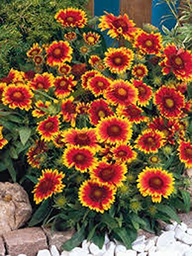 Gaillardia Blanket Flower , 100 Seeds Beautiful Bright Large Cut Flower