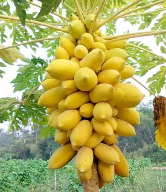 fresh 25+ Guinea Gold Papaya Seeds for Garden Planting - $14.96