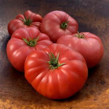 50 Seeds Mrs. Maxwell s Big Italian Tomato Tomatoe Vegetable Garden  - £5.93 GBP