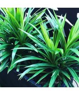 Pandan Plant Pandanus Amaryllifolius Live Plant One Ft Up Do Not Ship To... - $1,673.47 MXN