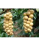 Lansium Domesticum/Parasiticum Langsat Longkong Duku Bon Bon Tree. Grafted. - £243.76 GBP