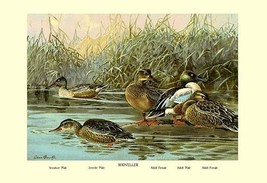 Shoveller Family of Ducks 20 x 30 Poster - £20.83 GBP