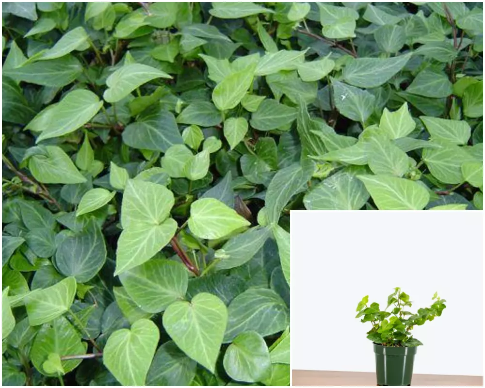 Ivy Teardrop 4&quot; Pot Hedera Teardrop English Ivy Rare Premium Live Plant ... - $16.99
