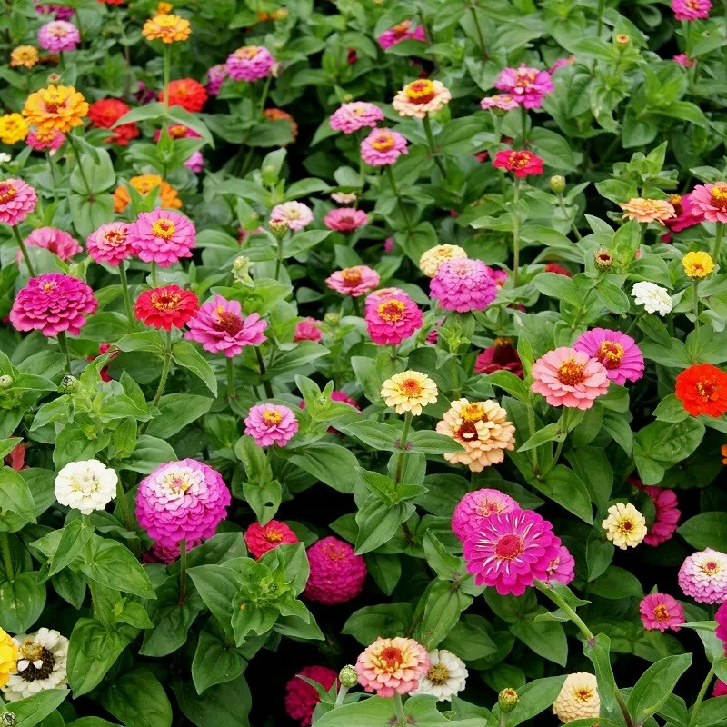 Pumila Mix Zinnia Cut and Come Again, Variety Size Packets 50 seeds  - £3.13 GBP