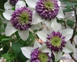 White Purple Clematis 25 Seeds Large Bloom Climbing Perennial - $5.99