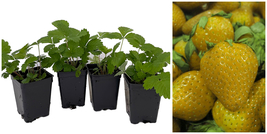 Rare Yellow Wonder Alpine Strawberry - 4 Plants 2.5" Pots - Everbearing - $45.99
