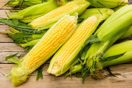 Corn Sweet Iochief Yellow 25 Seeds  - £7.05 GBP