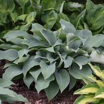 Hosta Halcyon 3 Inch Pot Size Starter Plant Plant Garden - $6,072.63 MXN