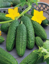 HSeeds 25 Seeds Bush Champion Cucumber Planting Edible Food Easy To Grow Garden - £4.10 GBP