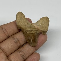 18.8g, 1.9&quot;X 1.7&quot;x 0.5&quot; Natural Fossils Fish Shark Tooth @Morocco, B12645 - £6.39 GBP