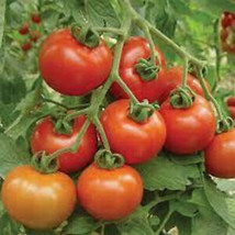 SEPTH 50 Seeds Cluster Grande Tomato Juicy Tomatoe Vegetable Garden Edible Food - £4.33 GBP