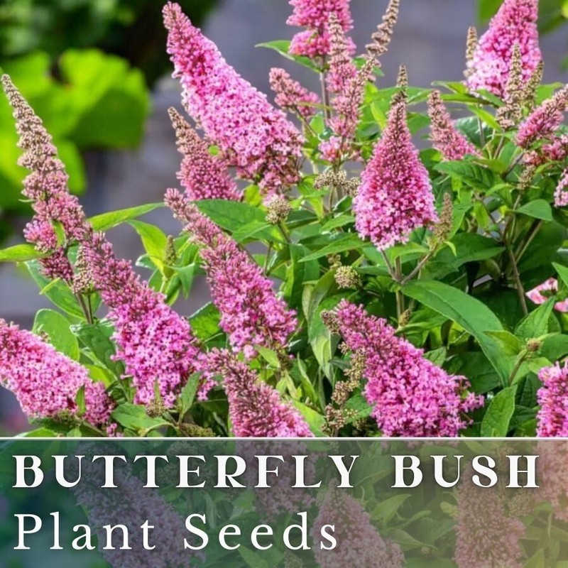 Buddleja Fragrant SMX Butterfly Bush Buddleia Davidii Fragrant 250 Seeds Indoor Gardening ...