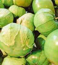 50 Organic Green Tomatillo Seeds Vegetable Salsa Chinese Lantern Fruit - $4.32