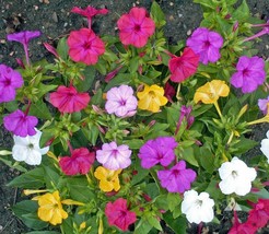 US Seller Four O’Clock Formula Mix Perennial Nongmo Pink Red Yellow White Flower - $7.96