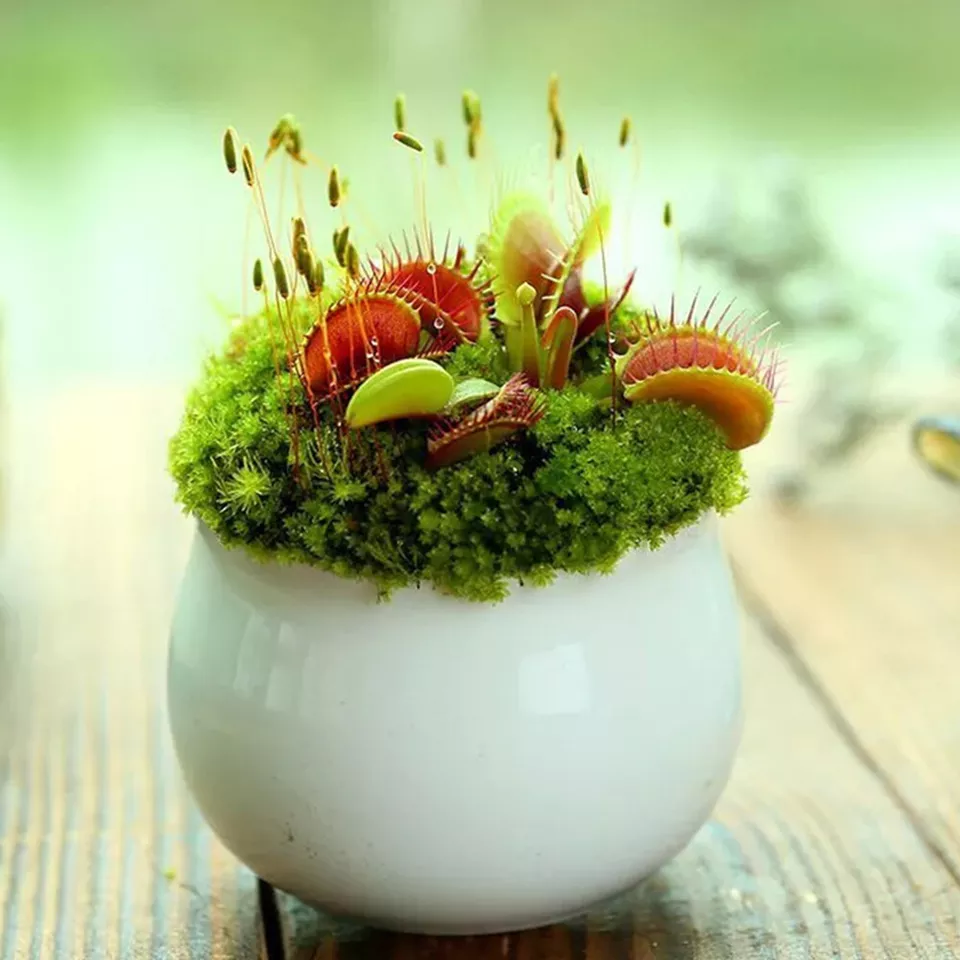 Carnivorous Plant 100 Venus Flytrap Seeds Dionaea Seed Flycatcher Bonsai - £10.04 GBP