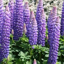 25 Persian Slipper Lupine Seeds Flower Flowers Hardy Seed 1012 Gardening... - $15.78